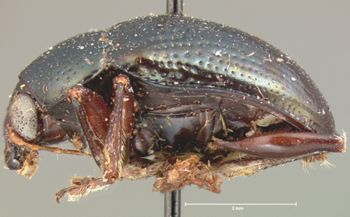 Media type: image; Entomology 9796   Aspect: habitus lateral view